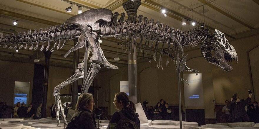 Kanada'da Dünyanın En Büyük Ve En Yaşlı T-rex Fosili Bulundu