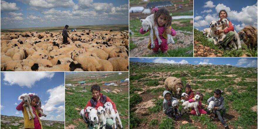 Göçerlerin Renkli Ve Yorucu İlkbahar Mesaisi
