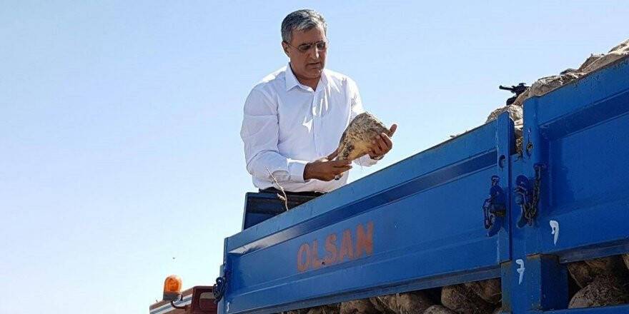 Konuk; Pancar, pancardan ibaret değildir
