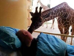 Zürafa’dan Kanser Hastası Bakıcısına Veda Öpücüğü