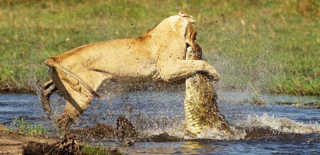 Aslan timsaya acımadı