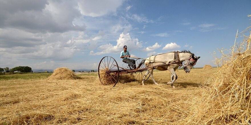 Tmo Alım Fiyatlarını Hasat Öncesi Belirleyecek