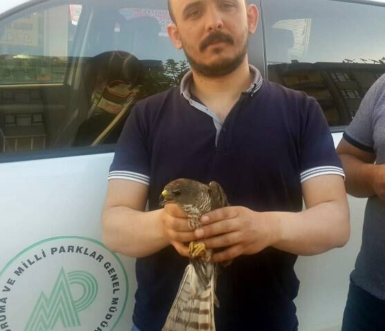 Yaralı Atmaca Tedavi Ediliyor