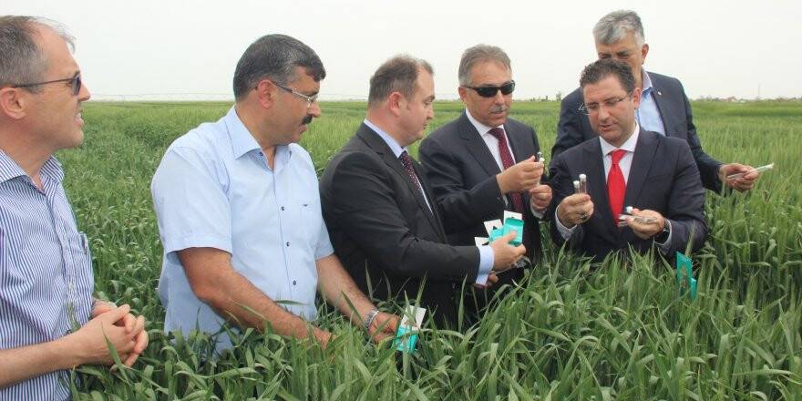 Konya'da doğaya faydalı 850 bin böcek bırakıldı