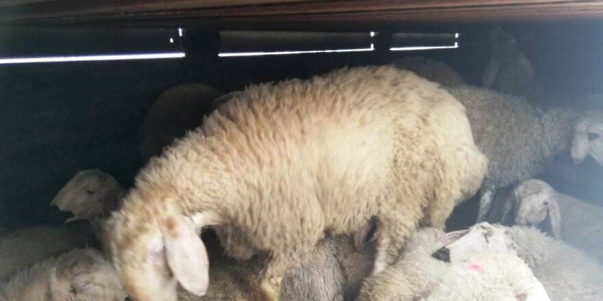 Şartlarına uymayan hayvan nakli jandarmaya yakalandı 
