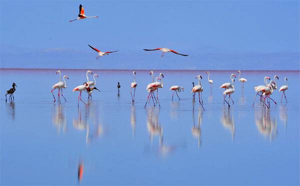 Rekor çekilmenin olduğu Tuz Gölü'nde flamingo ölümleri artıyor