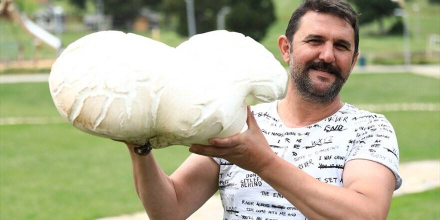 7 Kilo 125 Gramlık Dev Mantar Bulundu