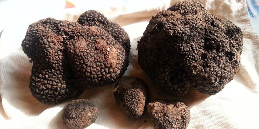 Trüf Mantarında Hedef 350 Milyon Dolarlık Ticaret Hacmi