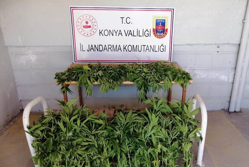 Konya’da jandarmadan kenevir operasyonu