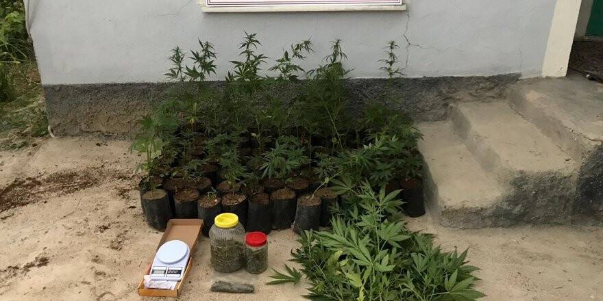 Konya’da yapılan baskında kenevir ele geçirildi