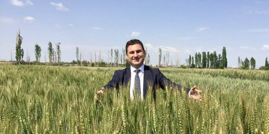 Kuraklığa Dayanıklı, Verimli Ve Kaliteli Buğday Geliştirildi