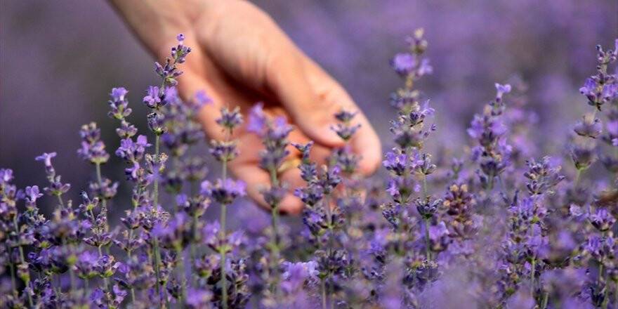 Uykusuzluk, Depresyon, Ağrı Ve Yaranın İlacı: Lavanta