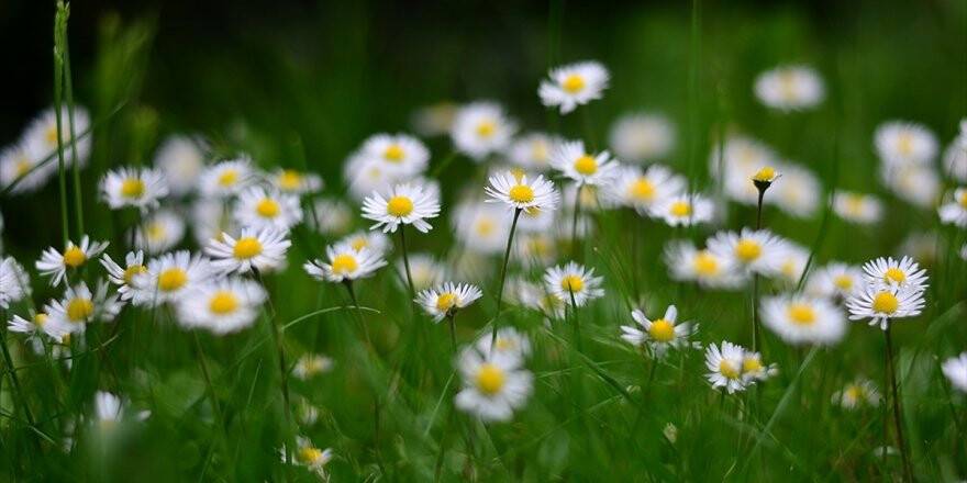 Prof. Dr. Erdem Yeşilada: Piyasadan Aldıklarımız Kekik De Değil, Papatya Da