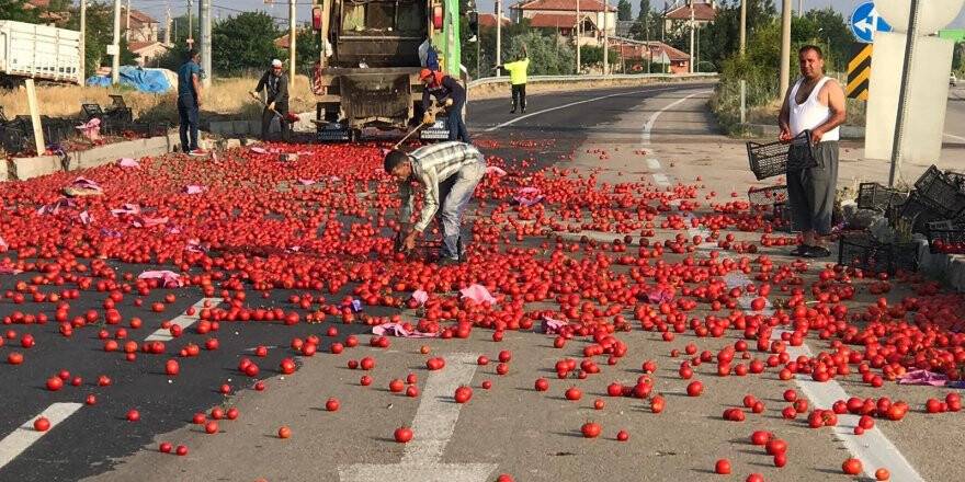 Karayolu domates tarlasına döndü 