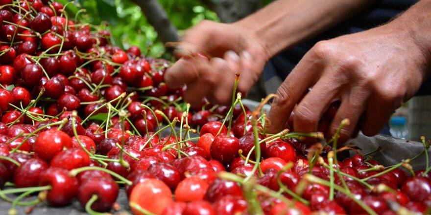 Geç Hasat Kirazının Yüzde 90'ı İhracata Gidiyor