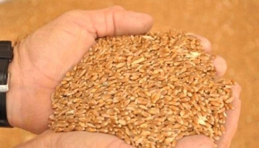 Kırmızı sert buğdayın kilogramı 1,280-1,669 liradan işlem gördü