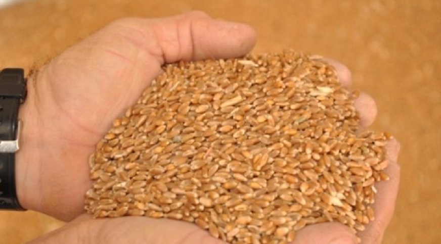 Ekmeklik kırmızı sert buğdayın kilogramı 1,351-1,664