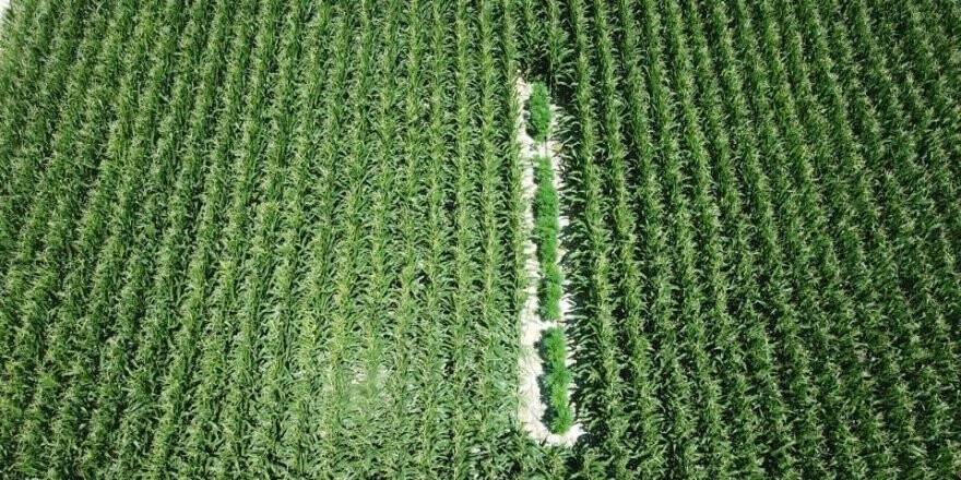 Mısır Tarlaları Arasına Ekilmiş Kenevirler Drone İle Tespit Edildi