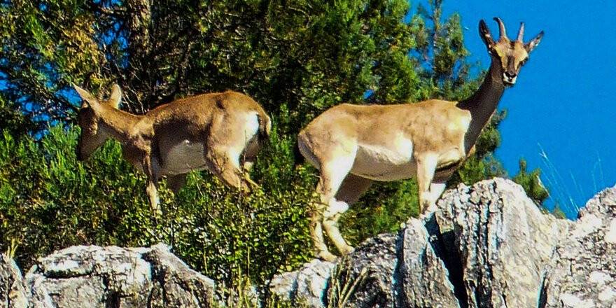 Konya'da Dağ Keçileri Yavrularıyla Görüntülendi