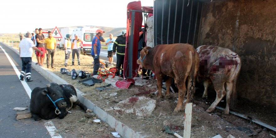 Aksaray'da Büyükbaş Hayvan Yüklü Tır Devrildi: 2 Yaralı