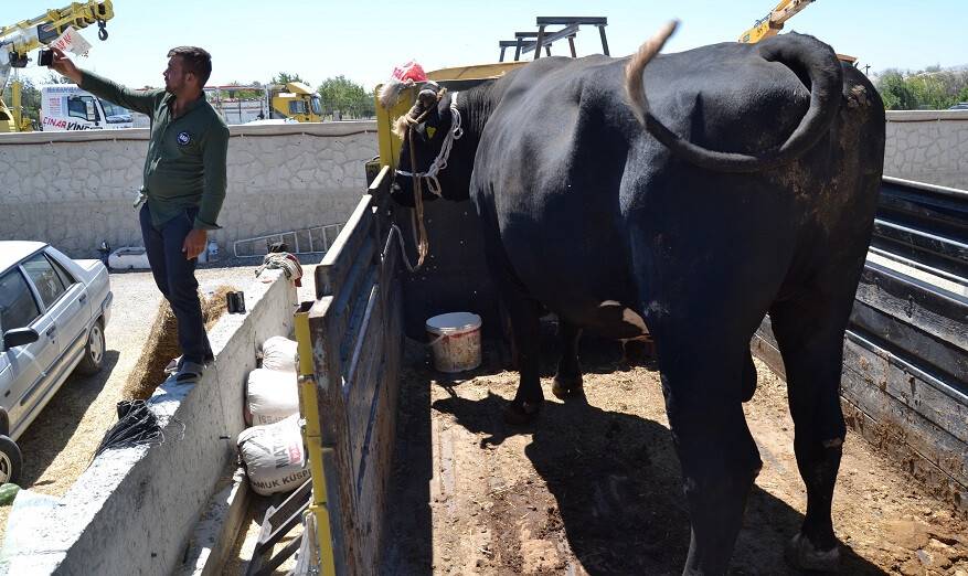 Konya’da kurban pazarının en büyüğü 2 tonluk siyah inci