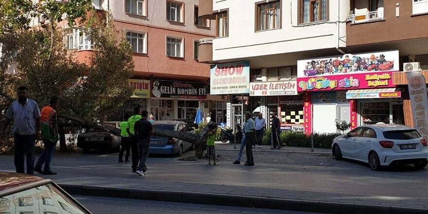 Ağaç araçların üzerine devrildi