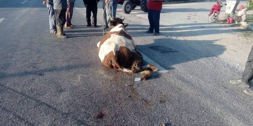 Hafriyat kamyonu yola çıkan ineğe çarptı