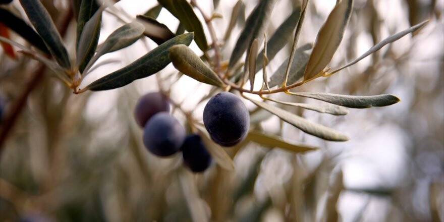 Zeytinde Yüksek Verim Ve Kalite Üreticiyi Sevindirdi
