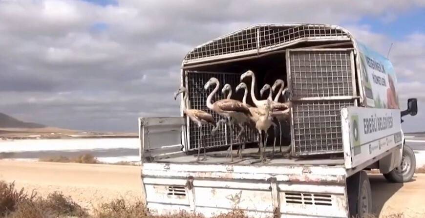 Yavru flamingolar kurtarılarak göle bırakıldı