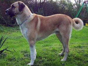 ÇOBAN KÖPEĞİNİN SALDIRISINA UĞRADI