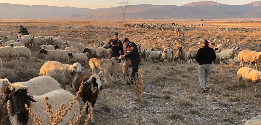 Kaybolan koyun sürüsünü jandarma buldu