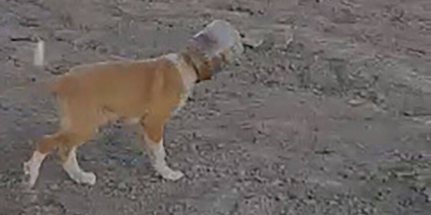 Başı Plastik Bidona Sıkışan Yavru Köpeği Vatandaş Kurtardı