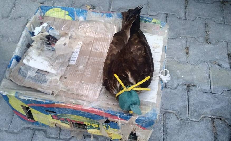 Gözü kapatılan şahin, güvercin ve tuzaklı ava 20 bin lira ceza