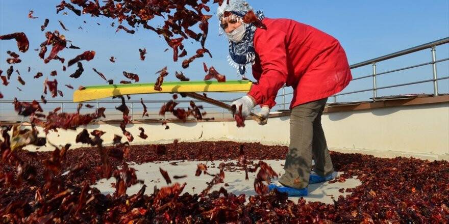 Şanlıurfalı Kadınlar İsotu Bilimsel Yöntemlerle Üretiyor