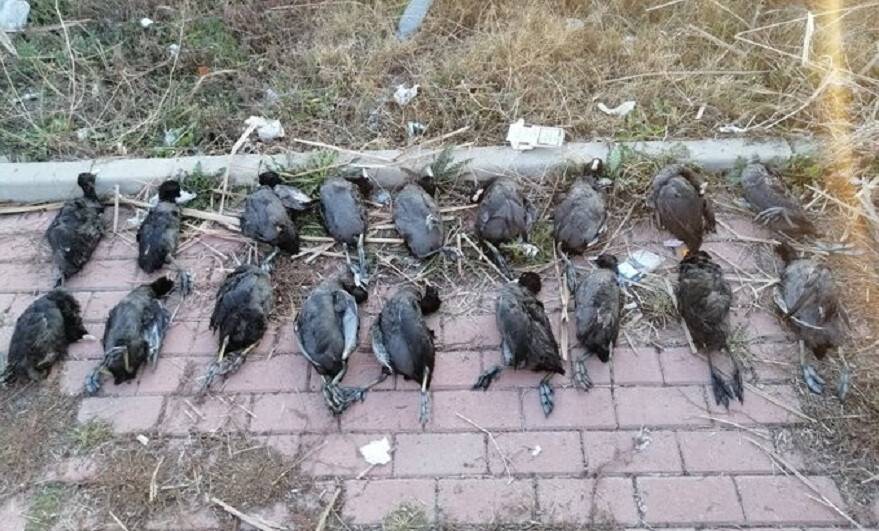 Konya'da sakarmeke avcısına 13 bin 526 lira ceza