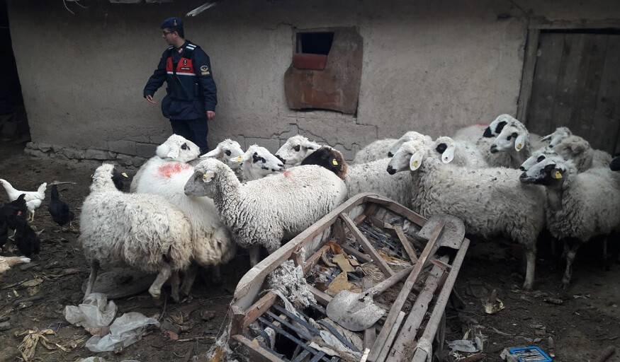 Çaldıkları koyunlarla yakalanan şüpheliler tutuklandı