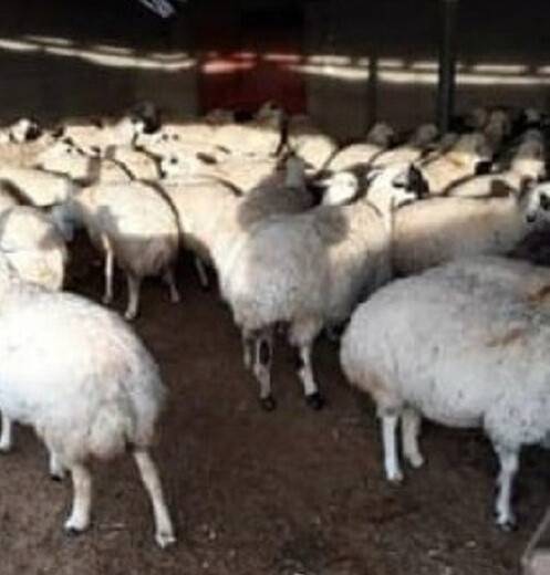 Ereğli’de ağıldan koyun hırsızlığı