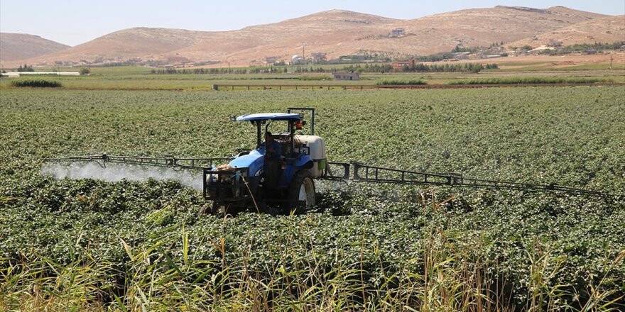 Yağışlar Gap Çiftçisine 'Nefes' Aldırdı