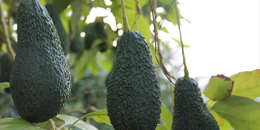 Tropikal Meyveler Üreticinin Yüzünü Güldürdü