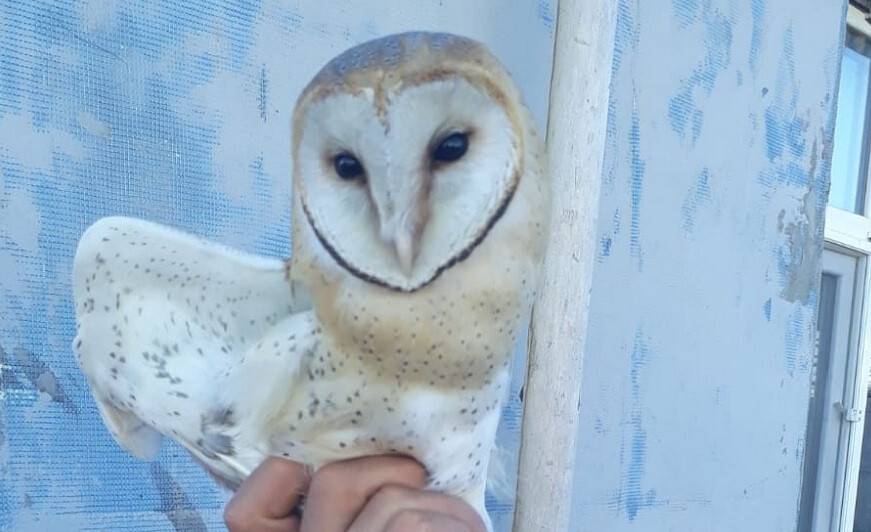 Yaralı bulunan peçeli baykuş koruma altına alındı