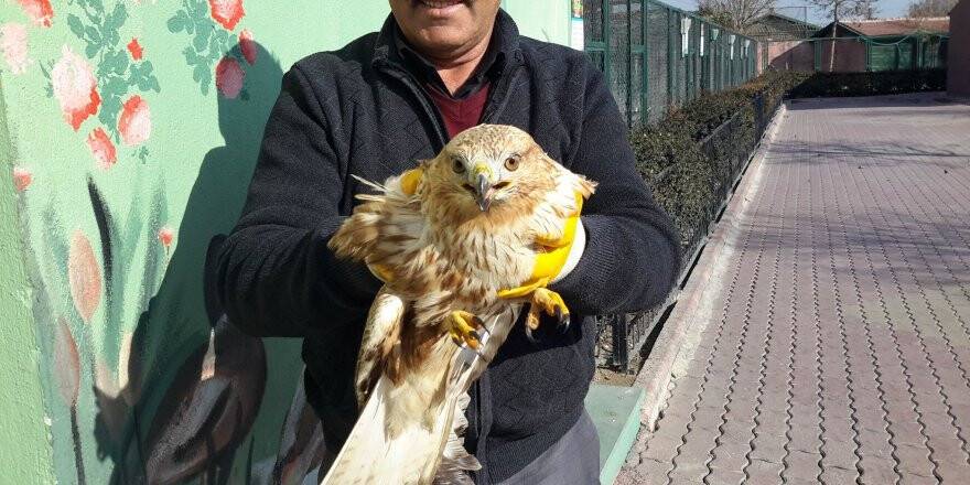 Yaralı Şahin Tedaviye Alındı