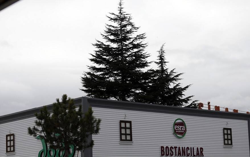 Mobilya mağazasının içerisindeki çam ağaçları ilgi çekiyor