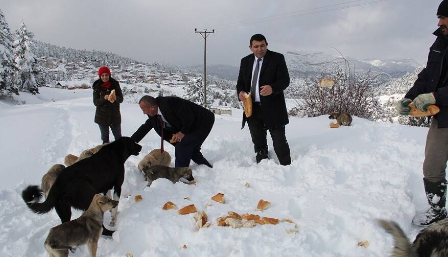 Gölcük Yaylası'nda kar sonrası aç kalan hayvanlar için yiyecek bırakıldı
