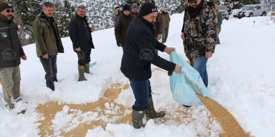 Seydişehir'de Yaban Hayvanları İçin Doğaya Yem Bırakıldı