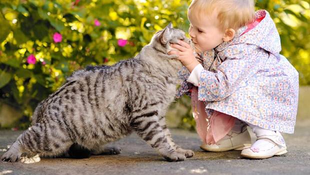 Kedi sahiplerine kötü haber