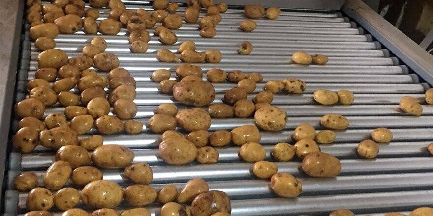 Kuru Soğan Ve Patates İhracatı Ön İzne Bağlandı