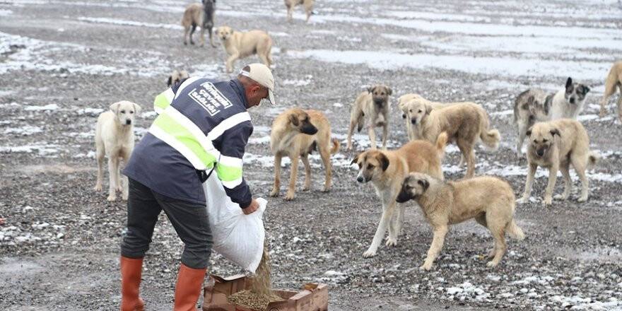 Sahipsiz Hayvanlara Düzenli Olarak Yiyecek Bırakılıyor