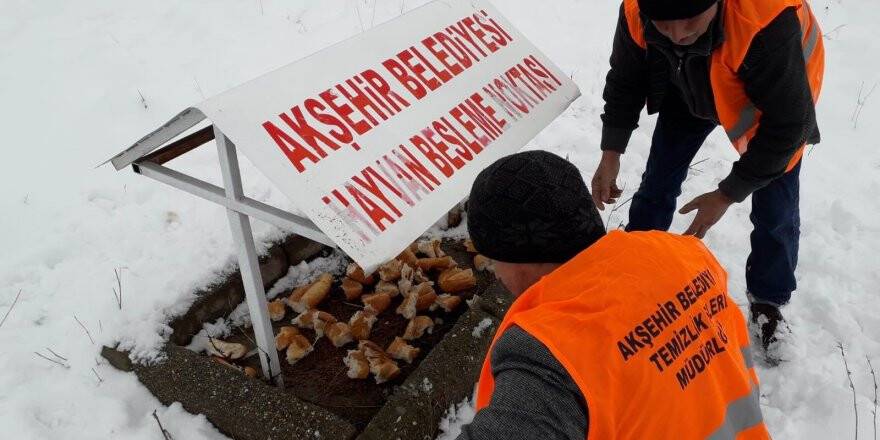Akşehir Belediyesi sokak hayvanlarını beslemeyi Sürdürüyor