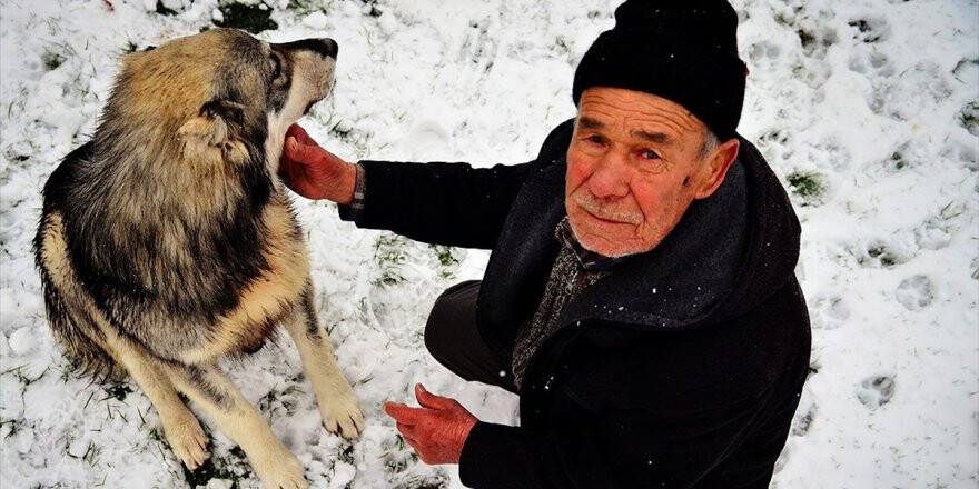 Sahipsiz Köpeklere Şefkatle Bakıyor
