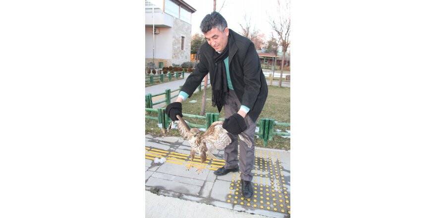 Yaralı kızıl şahin tedaviye alındı